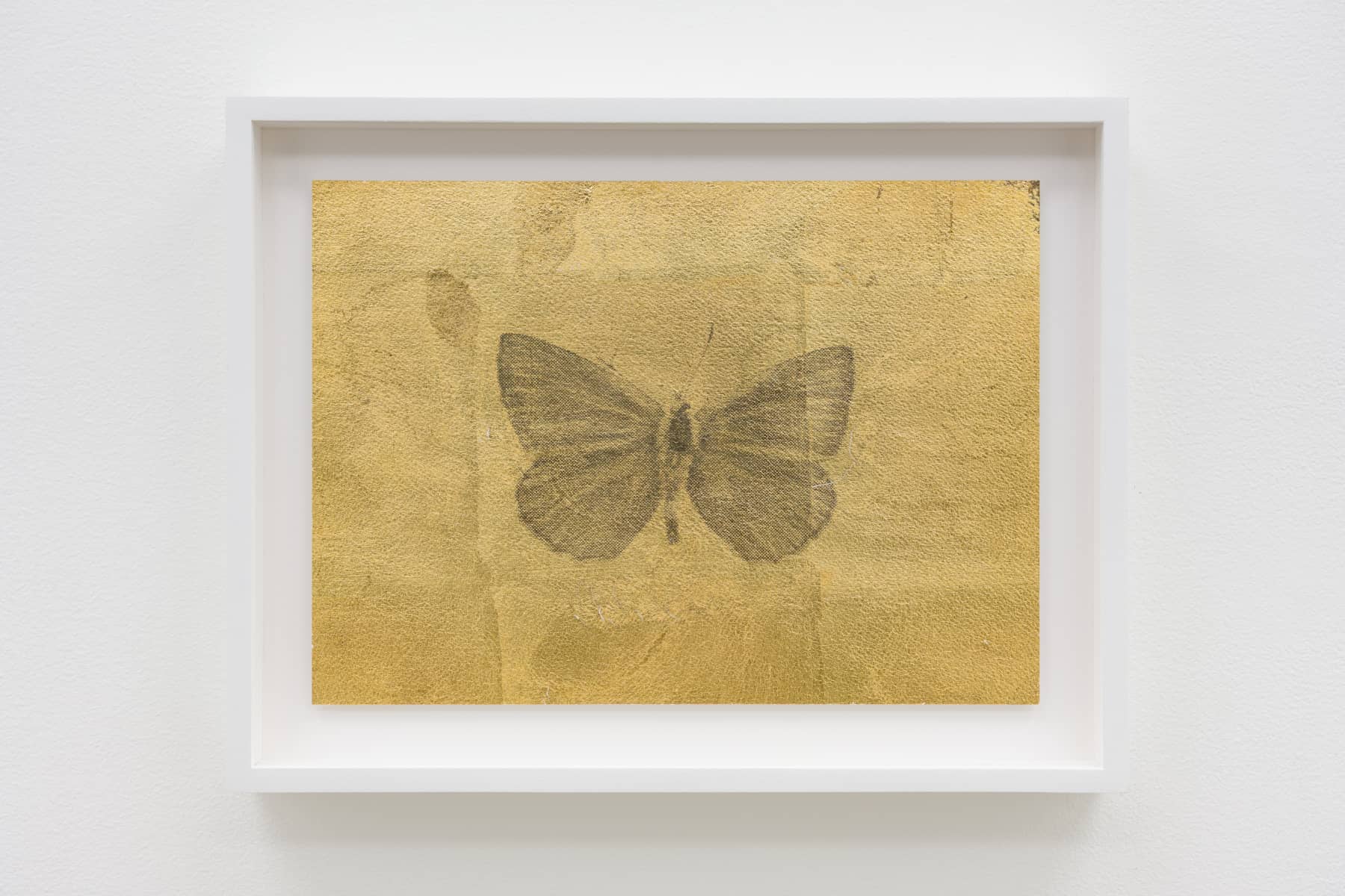 21_Roman Moriceau_Polyommatus Agrodiateus Theresiae_2022_gilded copper, recycled silver salts, varnish on paper_21x29cm_unique_Shivadas de Schrijver_1