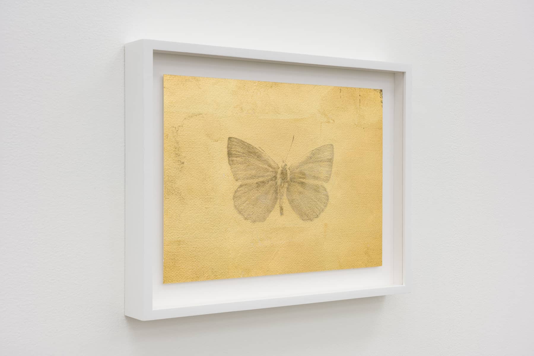 21_Roman Moriceau_Polyommatus Agrodiateus Theresiae_2022_gilded copper, recycled silver salts, varnish on paper_21x29cm_unique_Shivadas de Schrijver_2