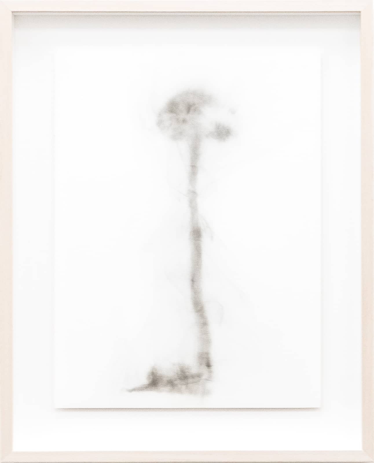 5_Roman Moriceau_Metanoia (Psilocybe Semilanceata)_2026_smoke on paper_36.5x29.5cm_1